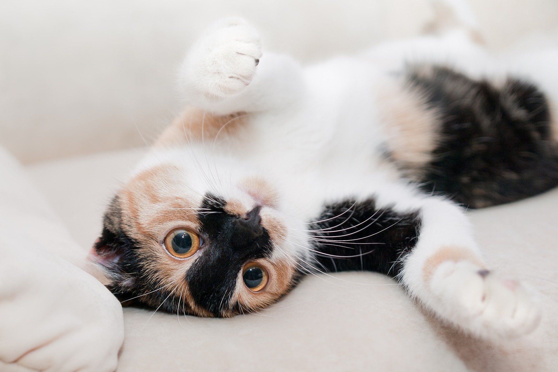 cat-649164_1920